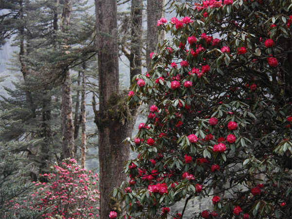 rot bluehender rhododendron in den intakten waeldern von bhutan
