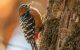 ornithologische Reise Bhutan