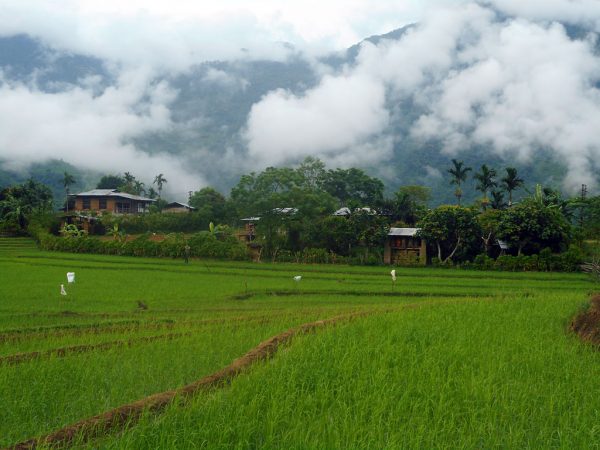 grüne Reisfelder und Dorf im Zhemgang Bhutan