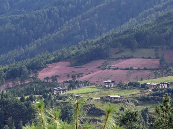 rosa gefärbte Buchweizenfelder Tang Tal Bhutan