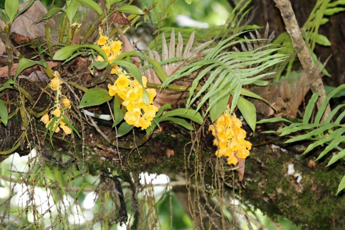 Kudra_Dendrobium Densiflorum Bhutan