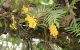Kudra_Dendrobium Densiflorum Bhutan