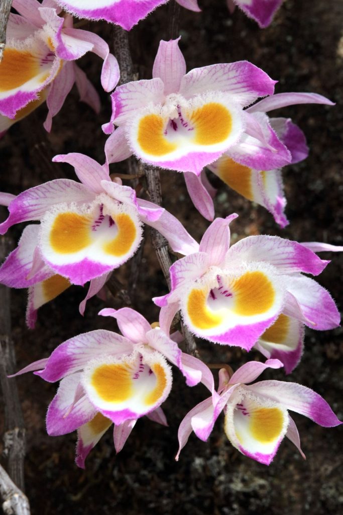 Tangsibji Dendrobium Devonianum
