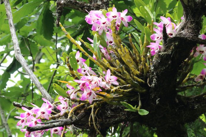 Tangsibji- Dendrobium Nobile