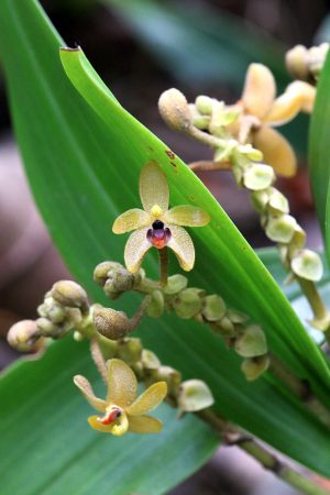 Südbhutan Orchideenreise