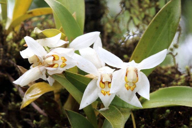 weiß blühende Coelogyne während der Orchideenreise Bhutan