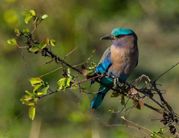 Vogelwelt Kaziranga Assam
