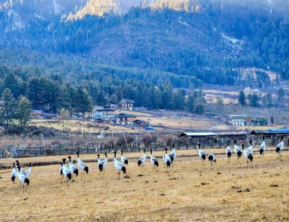 Schwarzhalskraniche Phobjikha Tal Bhutan Deluxe Reise