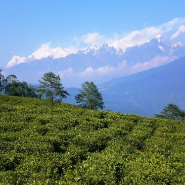 Teegärten Sikkim