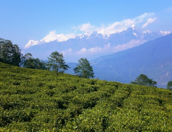 Teegärten Sikkim