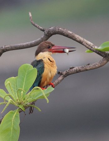 Vogelwelt Kerala