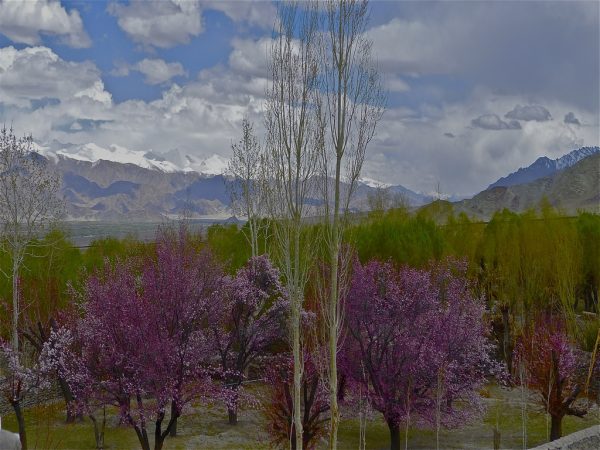 Ladakh Aprikosenbluete