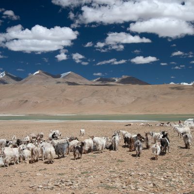 Changthang Ziegenhirten Ladakh