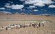 Changthang Ziegenhirten Ladakh