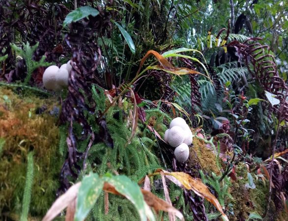 tropische Natur Zhemgang