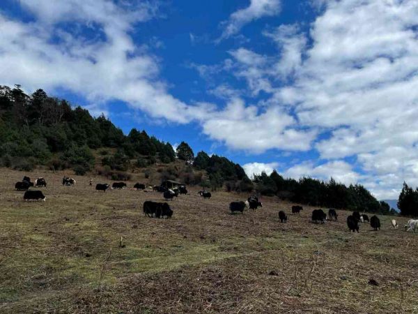 Yak Herden in der Region Tsampa auf dem Gangkhar Puensum Trekking Bhutan